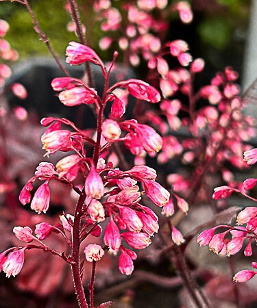 Heuchera 'Fire Chief'