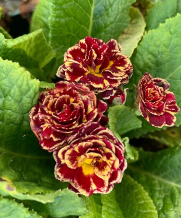 Primula 'Belarina Sunrise Ruby'