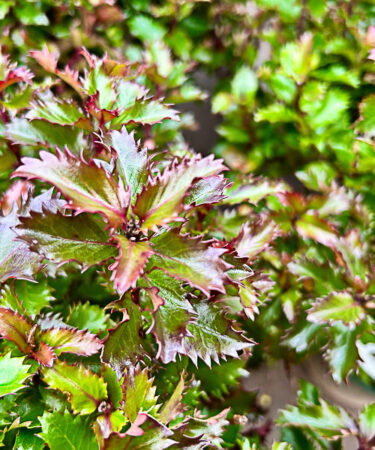 Ilex meserveae 'Little Rascal'