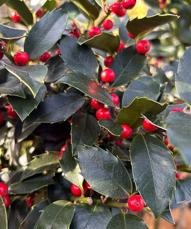 Ilex meserveae 'Mesid' 60cm stem