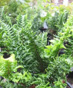 Ferns