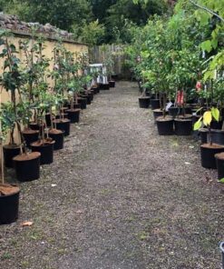 Fruit Trees