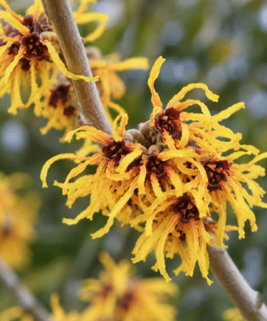 Hamamelis intermedia 'Brentry'