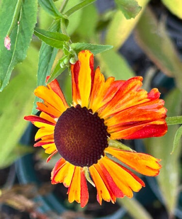 Helenium 'Mardi Gras'
