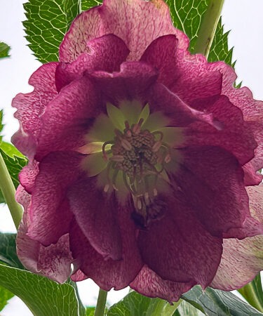 Helleborus 'ViV Elena'