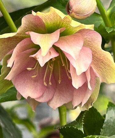 Helleborus 'ViV Vera'