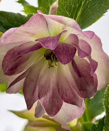 Helleborus 'ViV Alessia'