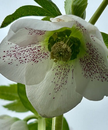 Helleborus 'ViV Alma'