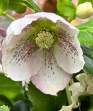 Helleborus 'ViV Celestina'