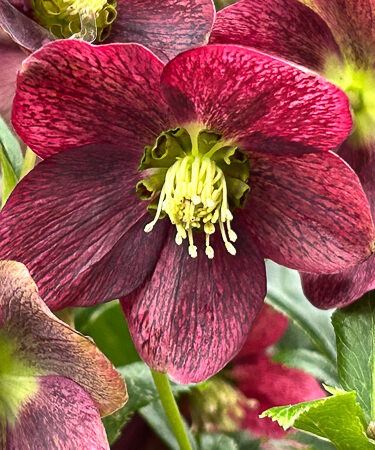 Helleborus 'ViV Victoria'