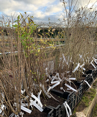 Hedging