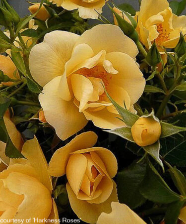 Rosa 'Gardeners Gold'  CLG