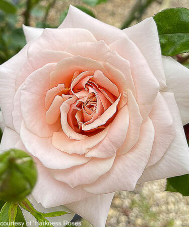 Rosa 'Penny Lane' CLG AGM