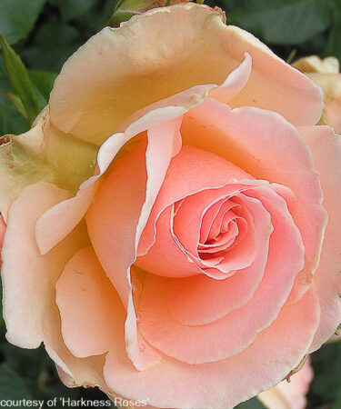 Rosa 'Chandos Beauty' (PBR)