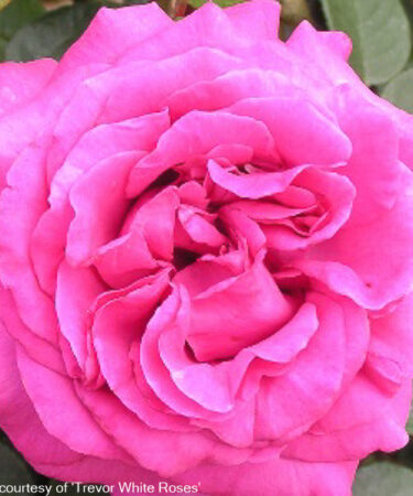 Rosa 'Chartreuse de Parme'