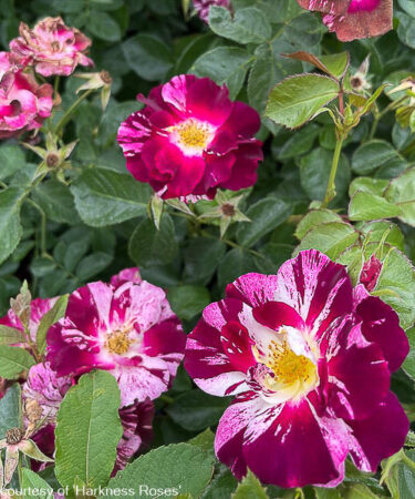 Rosa 'Cardinal Hume'