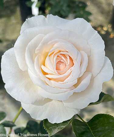 Rosa 'Happy Birthday Cream'