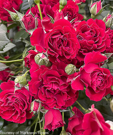 Rosa 'Paisley Abbey'