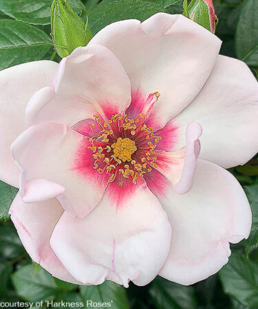 Rosa 'Chawton Cottage' CLG