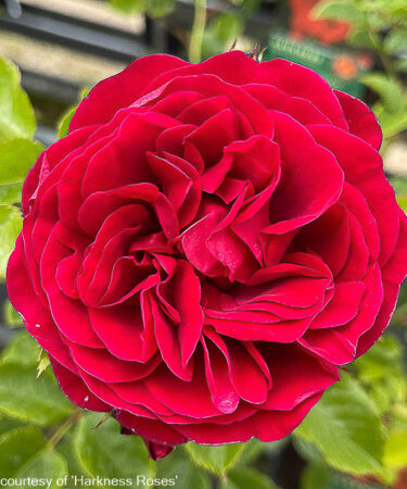 Rosa 'Cumberland'  CLG