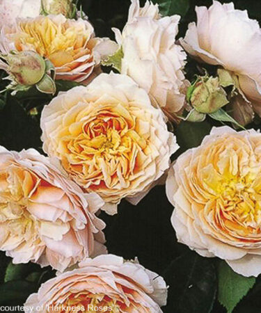 Rosa 'Ginger Syllabub'  CLG