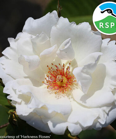 Rosa 'Starlight Symphony'  CLG