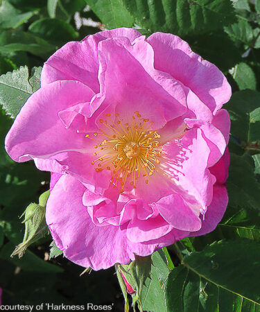Rosa 'The Lakeland' CLG