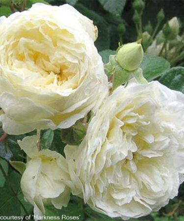 Rosa 'Perpetually Yours' CLG