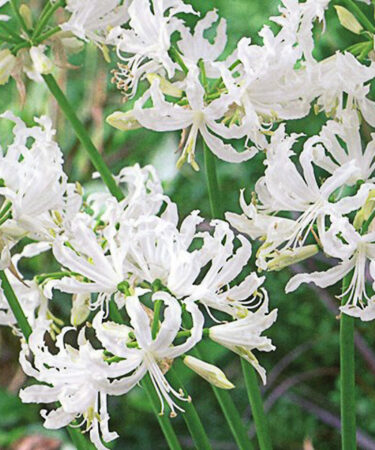 NERINE 'Alba Ella K'