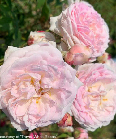 Rosa 'Bouquet de la Mariee'