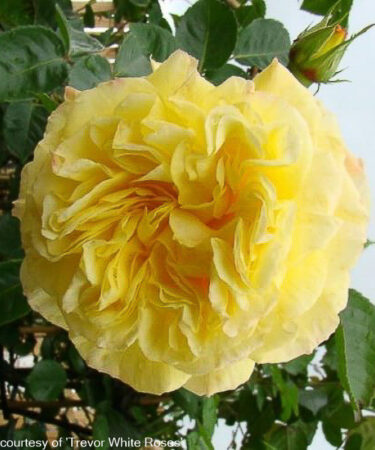 Rosa 'Chris'
