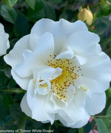 Rosa 'City of York'