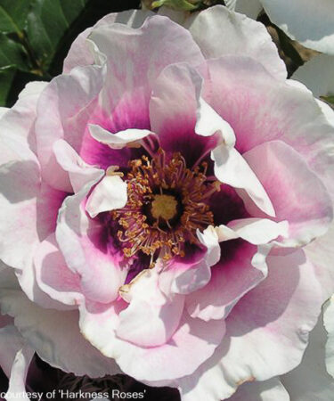 Rosa 'Eyes for You' AGM