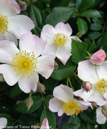 Rosa 'Francis E. Lester'