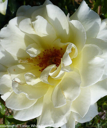 Rosa 'Leverkusen' AGM