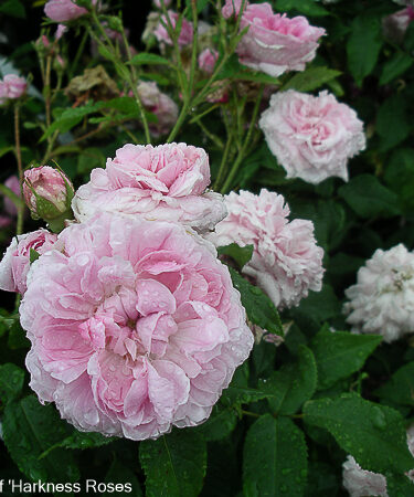 Rosa 'Marchesa Boccella' (synon 'Jacques Cartier') AGM