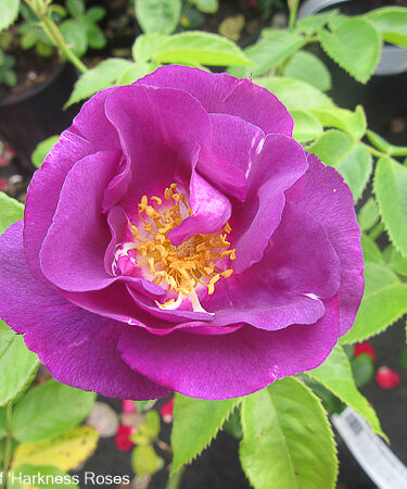 Rosa 'Rhapsody In Blue'