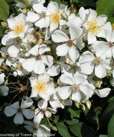 Rosa 'Sir Cedric Morris'