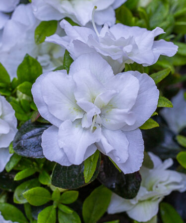 Azalea (Evergreen) 'Schneeperle' ('Snow Pearl') AGM