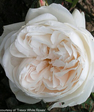 Rosa 'Summer Memories'