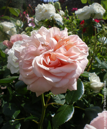 Rosa 'Joie de Vivre' (ROTY 2011)