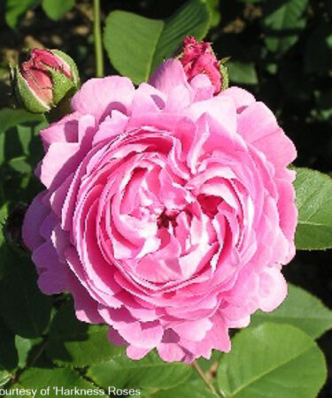 Rosa 'Louise Odier'