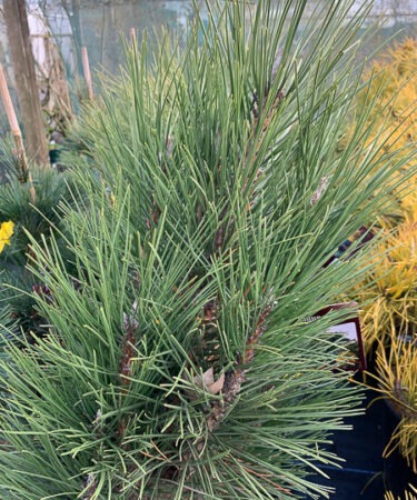 Pinus nigra 'Obelisk'