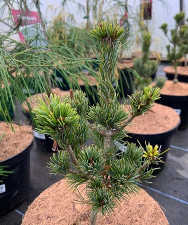 Pinus parviflora 'Ryu-ju'