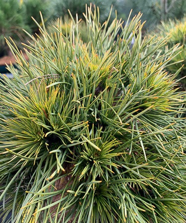 Pinus Sylv. Globosa Viridis
