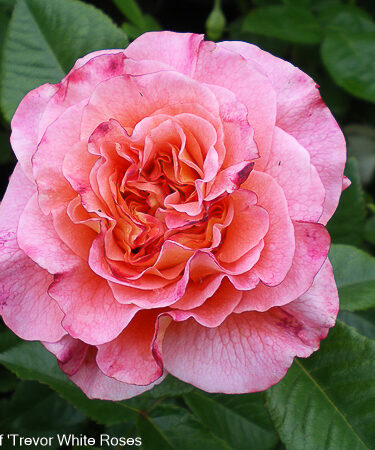 Rosa 'Rachel'