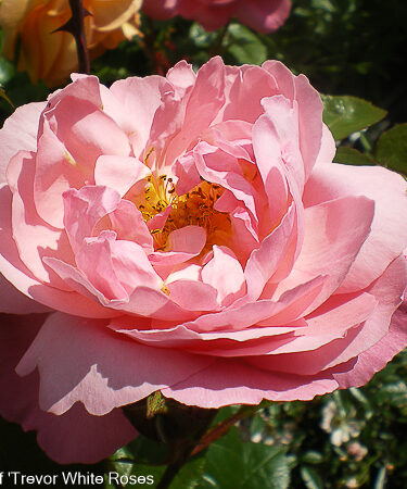 Rosa 'Raymond Blanc'