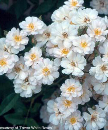 Rosa 'The Garland' AGM