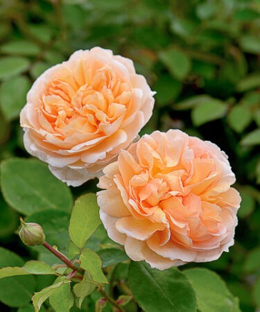 Rosa 'The Lady Gardener'