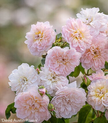 Rosa - DAVID AUSTIN 'Elizabeth'